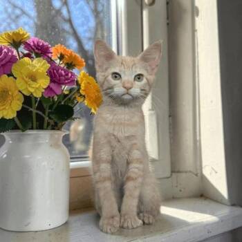 Tortilla Chip -  Domestic Short Hair Cat Available for Adoption in Fort Worth, Texas - Tortilla Chip | PetCurious