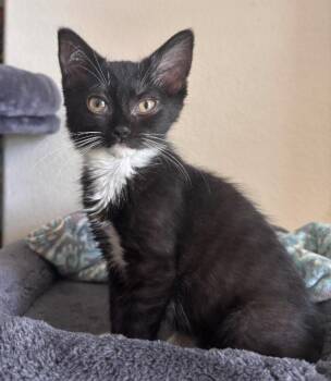 Rescue Tuxedo Cats for Adoption in Huntington Beach, California - Gia | PetCurious