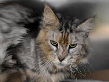 Rescue Maine Coon Cats for Adoption in Portland, Oregon - Fern | PetCurious