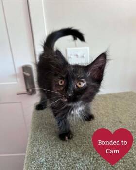 Alex (red collar) -  Domestic Short Hair Cat for Adoption in Traverse City, Michigan - Alex (red Collar) | PetCurious