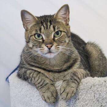 Domestic Short Hair Cats Available for Adoption in Toronto, Ontario - Kimmie | PetCurious