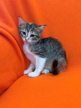 GARNET -  Domestic Short Hair Cat for Adoption in Forney, Texas - GARNET | PetCurious