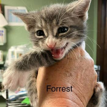 Domestic Short Hair Cats Available for Adoption in Madill, Oklahoma - Forest | PetCurious