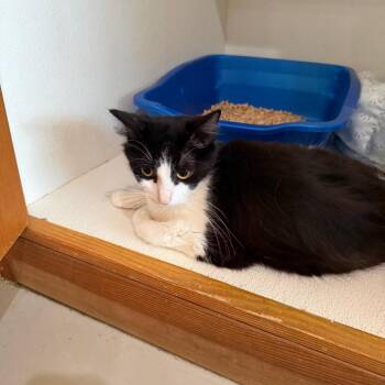 Domestic Medium Hair Cats Available for Adoption in Chino Hills, California - Funyun (C000-175) - Costa Mesa Location | PetCurious