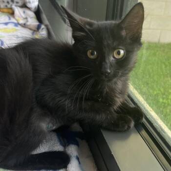 Quigely -  Domestic Short Hair Cat for Adoption in West Palm Beach, Florida - Quigely | PetCurious