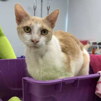 Jerry -  Domestic Short Hair Cat for Adoption in Saint Paul, Minnesota - Jerry | PetCurious
