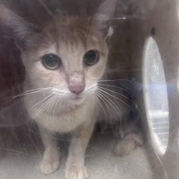Domestic Short Hair Cats Available for Adoption in Philadelphia, Pennsylvania - Peaches | PetCurious