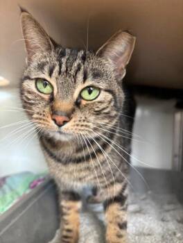 Domestic Short Hair Cats Available for Adoption in Pendleton, Oregon - Nusnu | PetCurious