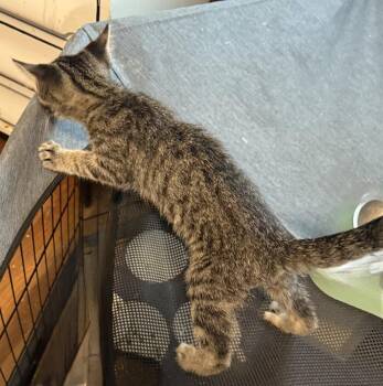 Brad -  Domestic Short Hair Cat for Adoption in Emporia, Kansas - Brad | PetCurious