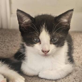 Rescue Domestic Short Hair Cats for Adoption in Hedgesville, West Virginia - Dolly | PetCurious