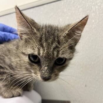 Alfie -  Domestic Short Hair Cat for Adoption in Tampa, Florida - Alfie | PetCurious