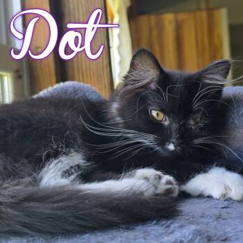 Domestic Long Hair Cats Available for Adoption in Hillsboro, Ohio - Dot | PetCurious