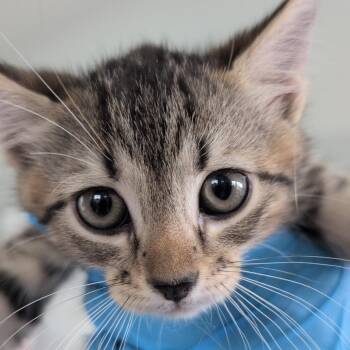 Domestic Short Hair Cats Available for Adoption in Chapel Hill, North Carolina - Balder | PetCurious