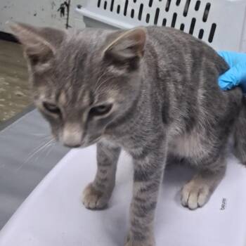 Winston -  Domestic Short Hair Cat for Adoption in Summerville, South Carolina - Winston | PetCurious