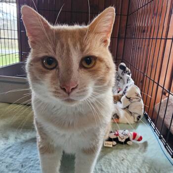 Rescue Domestic Short Hair Cats for Adoption in Middletown, New York - Buster | PetCurious