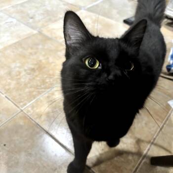 Domestic Short Hair Cats Available for Adoption in Brea, California - Milan | PetCurious