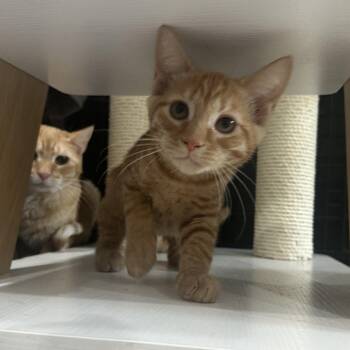 Sriracha -  Domestic Short Hair Cat for Adoption in Lemoyne, Pennsylvania - Sriracha | PetCurious