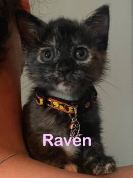 Rescue Domestic Short Hair Cats for Adoption in New Bern, North Carolina - RAVEN Kitten | PetCurious