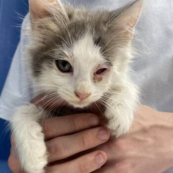 Mary -  Domestic Long Hair Cat for Adoption in Summerlee, West Virginia - Mary | PetCurious