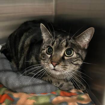 Oreo -  Domestic Short Hair Cat for Adoption in Carlyle, Illinois - Oreo | PetCurious