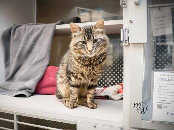 Domestic Short Hair Cats Available for Adoption in Omaha, Nebraska - DEVILED EGG | PetCurious
