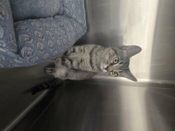 Flora -  Domestic Short Hair Cat for Adoption in Rio Linda, California - Flora | PetCurious