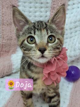 Adoption Event, Saturday 8/29 12p-3p -  Ragdoll and Russian Blue Cat for Adoption in Yorba Linda, California - Adoption Event, Saturday 8/29 12p-3p | PetCurious