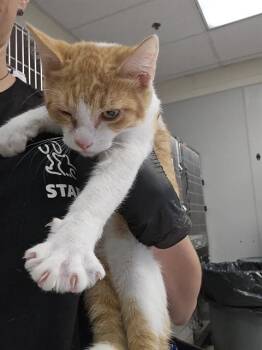 CLARA BELLE -  Domestic Short Hair Cat for Adoption in Pueblo, Colorado - CLARA BELLE | PetCurious