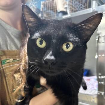 Domestic Short Hair Cats Available for Adoption in Newport, North Carolina - Oliver | PetCurious