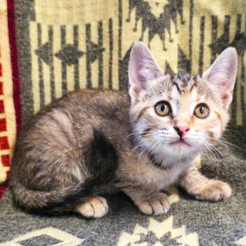 Pruner -  Domestic Short Hair Cat Available for Adoption in Mt. Juliet, Tennessee - Pruner | PetCurious