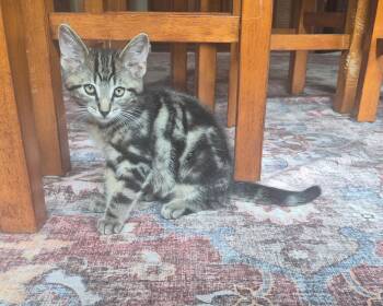 Cooper -  Domestic Short Hair Cat for Adoption in Louisville, Kentucky - Cooper | PetCurious