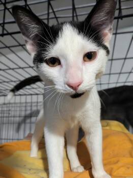 Mugzee -  Domestic Short Hair Cat for Adoption in Seven Valleys, Pennsylvania - Mugzee | PetCurious