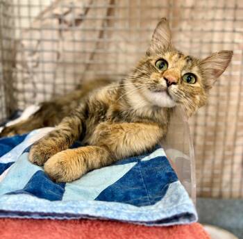 Confetti -  Domestic Medium Hair Cat for Adoption in Gillette, Wyoming - Confetti | PetCurious