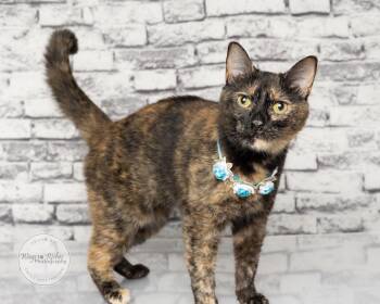 Misty - Can be a single pet -  Tortoiseshell Cat for Adoption in Tuscaloosa, Alabama - Misty - Can Be A Single Pet | PetCurious