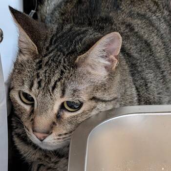 Arrow -  Domestic Short Hair Cat for Adoption in Las Vegas, Nevada - Arrow | PetCurious