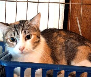 Athena -  Domestic Short Hair and Calico Cat for Adoption in Ogden, Utah - Athena | PetCurious