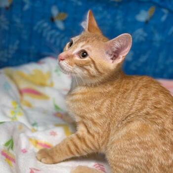 American Shorthair Cats Available for Adoption in Greenfield, Indiana - Embezzlement | PetCurious
