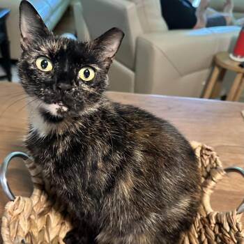 KiKi -  Domestic Short Hair Cat for Adoption in Alexandria, Virginia - KiKi | PetCurious