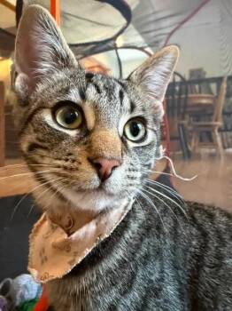 Coco -  Domestic Short Hair and Tabby Cat for Adoption in Chertsey, Quebec - Coco | PetCurious