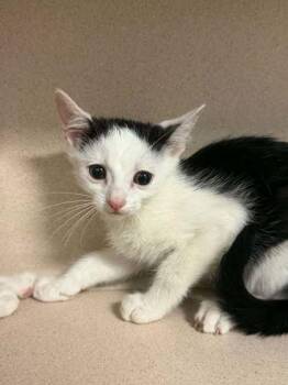 Forklift -  Domestic Short Hair Cat for Adoption in Bowling Green, Kentucky - Forklift | PetCurious