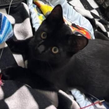Marvin Cotter -  Domestic Short Hair Cat for Adoption in Eagle Mountain, Utah - Marvin Cotter | PetCurious