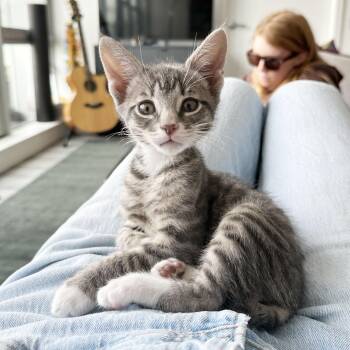 Domestic Short Hair Cats Available for Adoption - Wrinkle | PetCurious