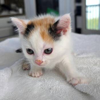 Rainbow Dash -  Domestic Short Hair Cat for Adoption in Chapel Hill, North Carolina - Rainbow Dash | PetCurious