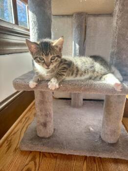 Heart -  Domestic Short Hair and Tabby Cat for Adoption in Greensboro, North Carolina - Heart | PetCurious