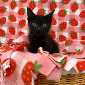 Pompurin -  Domestic Short Hair Cat for Adoption in Riverwoods, Illinois - Pompurin | PetCurious