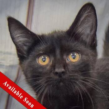 Dean -  Bombay and Domestic Medium Hair Cat for Adoption in Huntley, Illinois - Dean | PetCurious