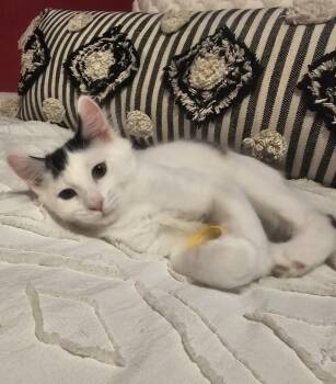 Devin Gaelic -  Domestic Medium Hair Cat for Adoption in Chandler, Arizona - Devin Gaelic | PetCurious
