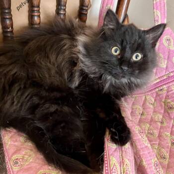 Domestic Long Hair Cats Available for Adoption - Samantha | PetCurious