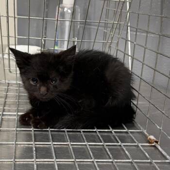 TUSC-Wildlife-84831_2 -  Domestic Short Hair Cat for Adoption in Tuscaloosa, Alabama - TUSC-Wildlife-84831_2 | PetCurious