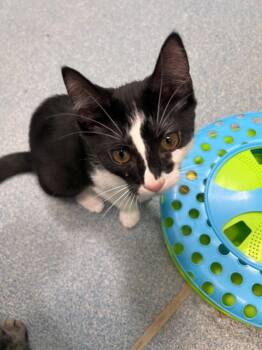 Robin -  Domestic Short Hair Cat for Adoption in Berryville, Virginia - Robin | PetCurious